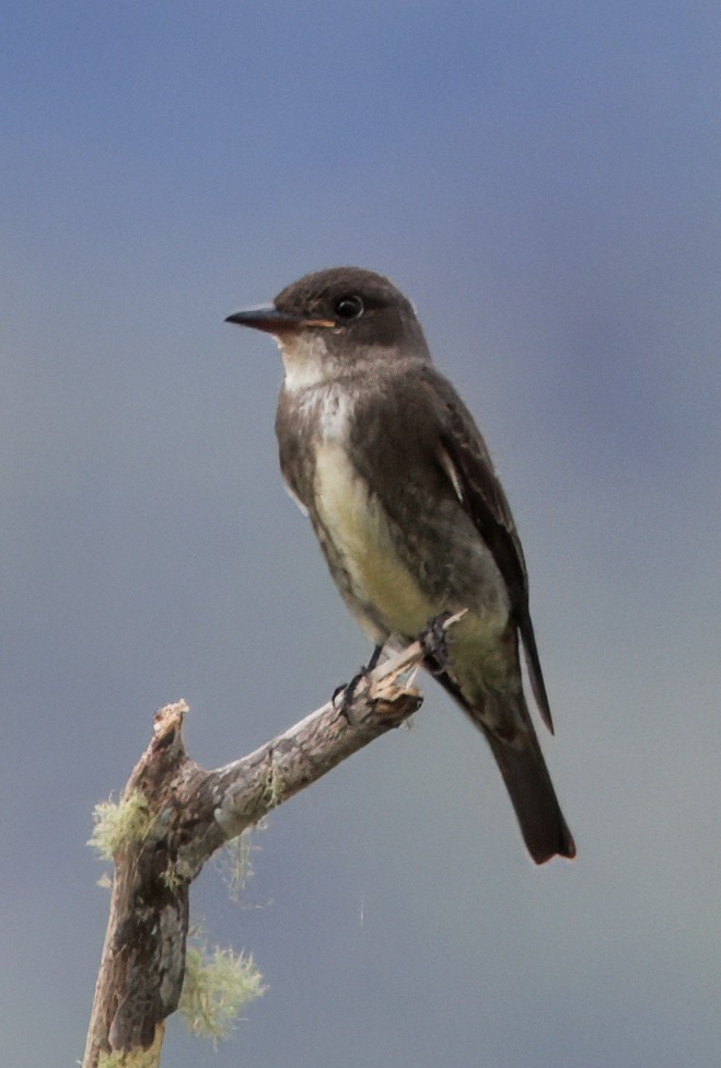 Pibí Boreal - ML646265500