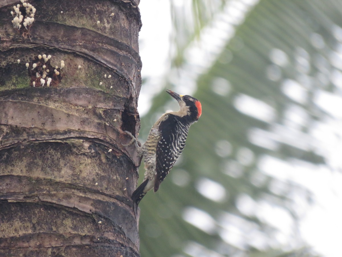 Carpintero Centroamericano - ML646265501