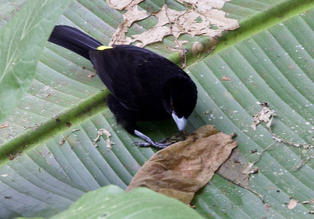 Tangara Flamígera - ML646265502