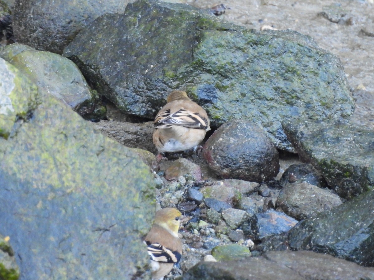 Goldzeisig - ML646265503