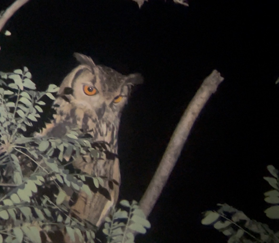 Rock Eagle-Owl - ML646265507