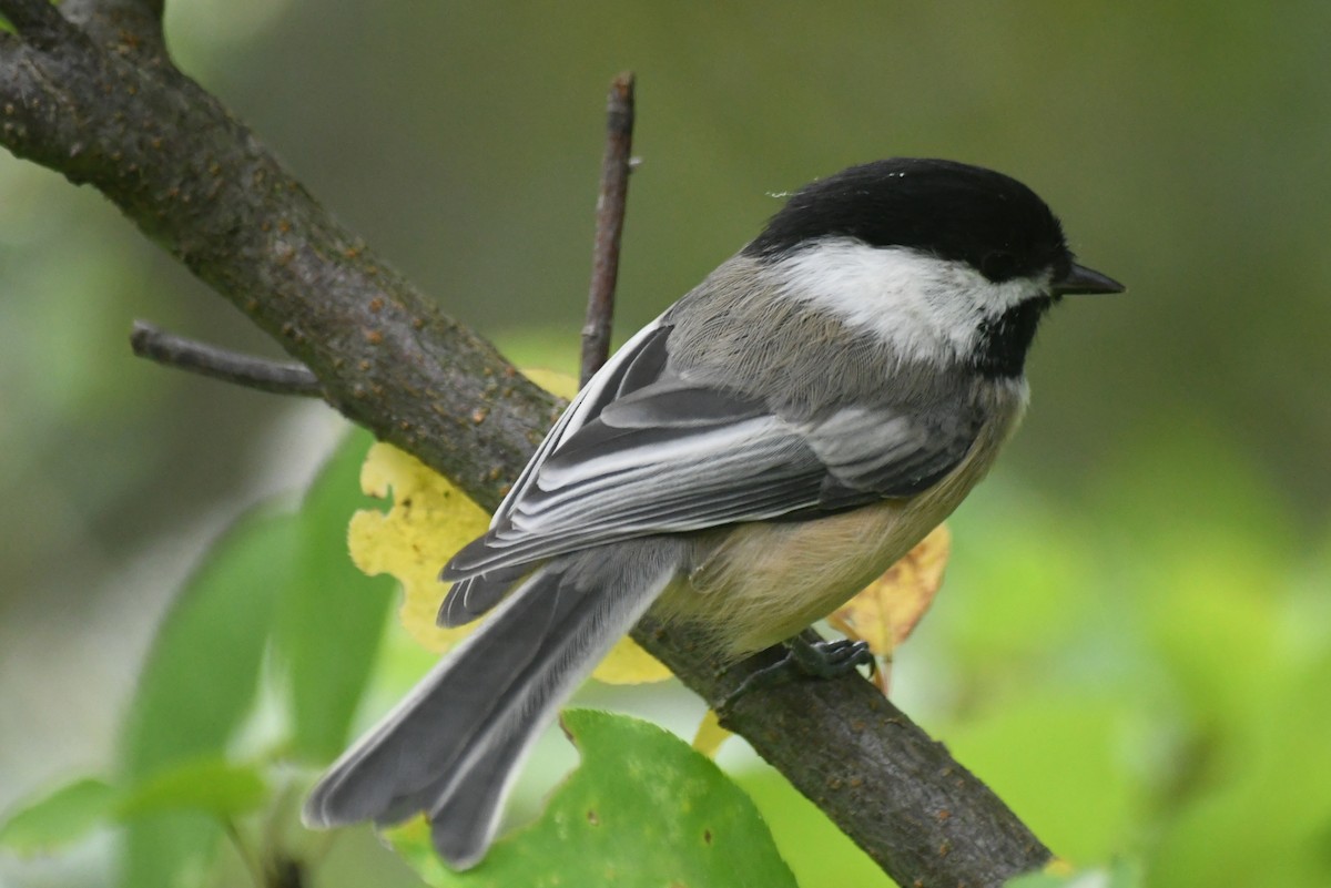Black-capped Chickadee - ML646265508