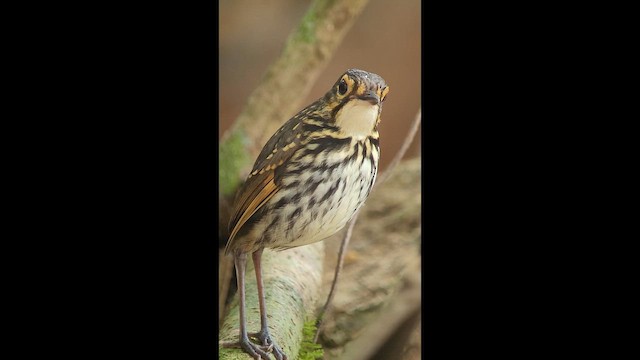 Streak-chested Antpitta - ML646265510
