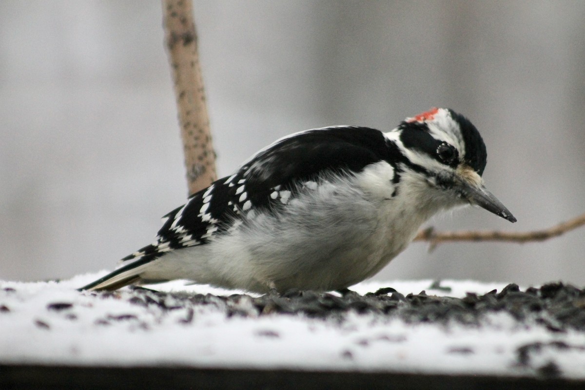 Hairy Woodpecker - ML646265511