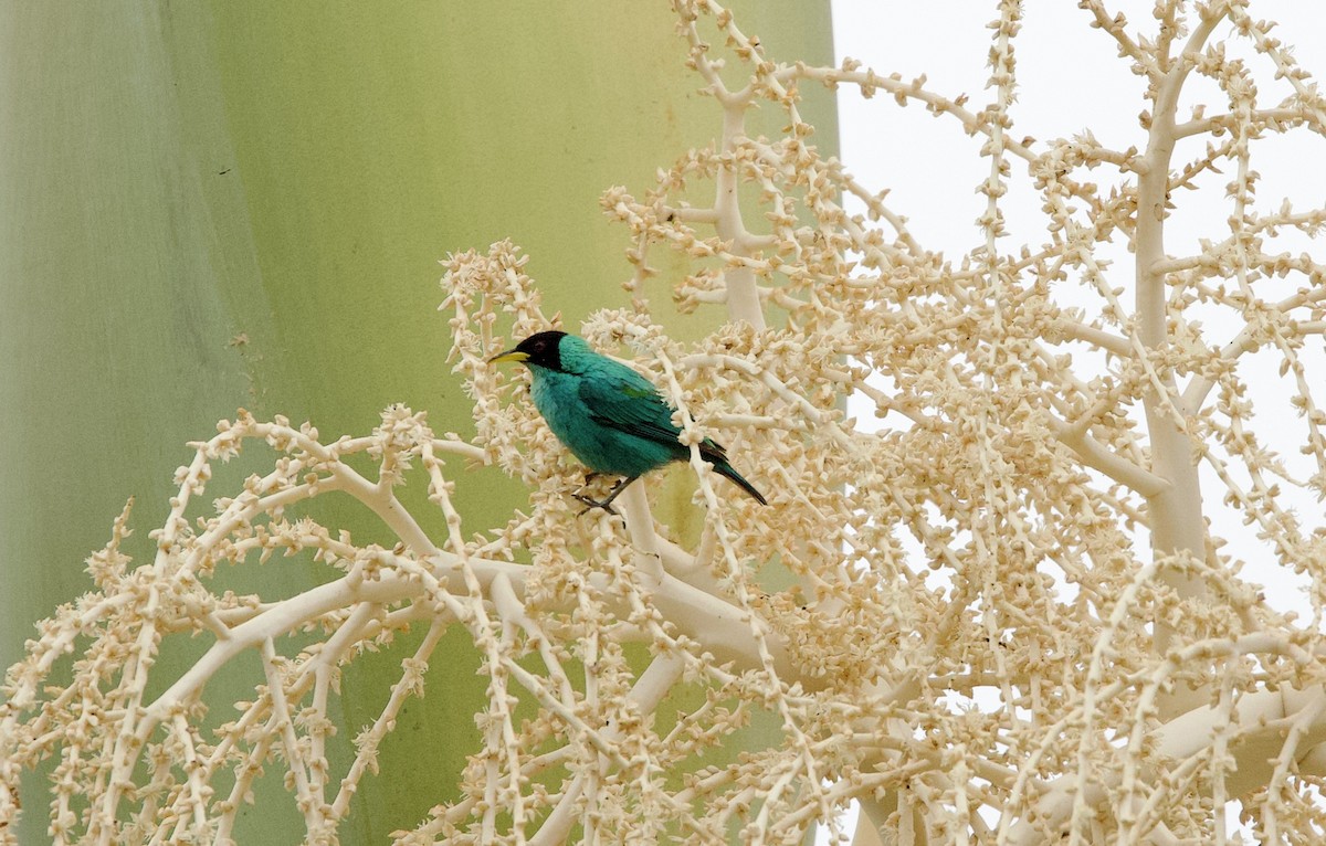 Green Honeycreeper - ML646265515