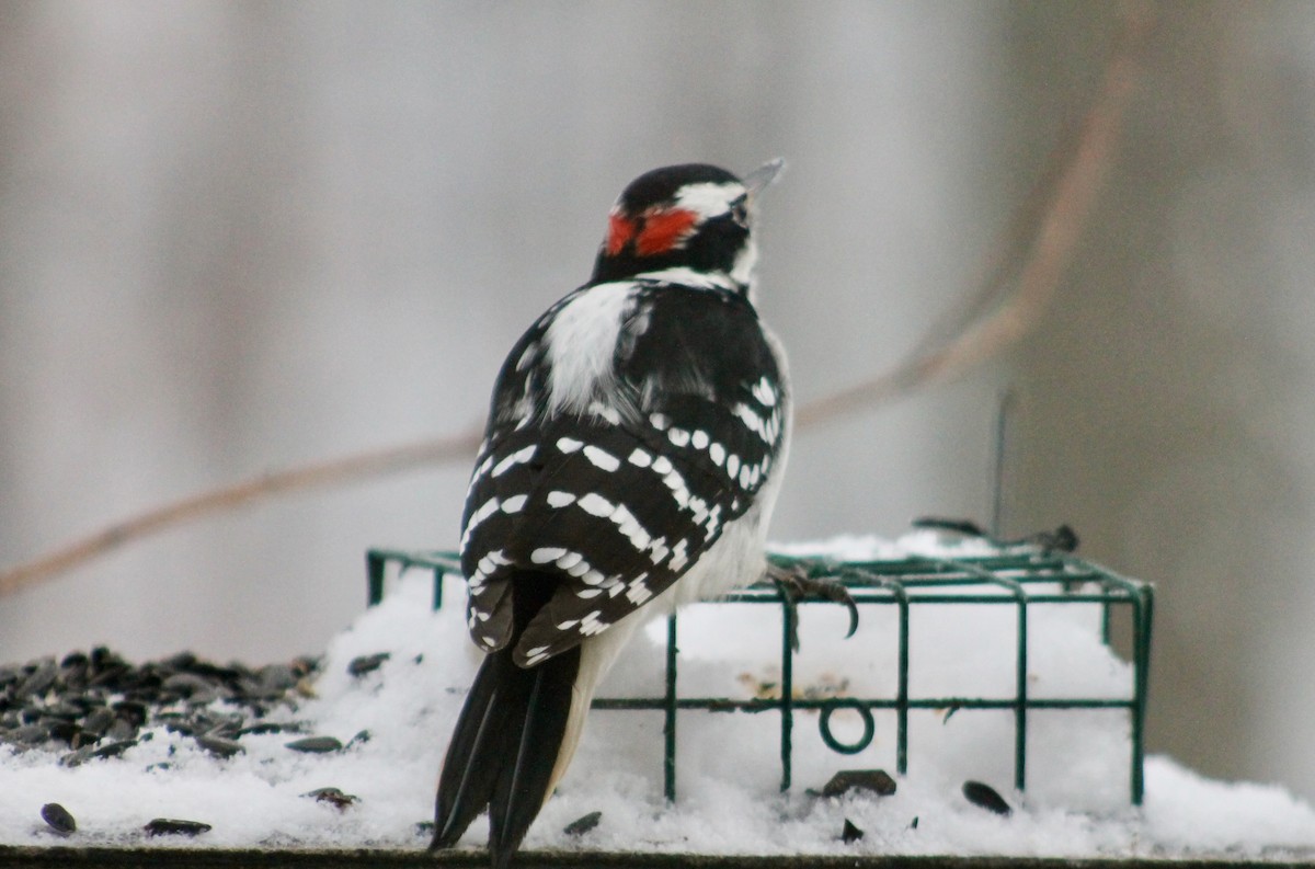 Hairy Woodpecker - ML646265526