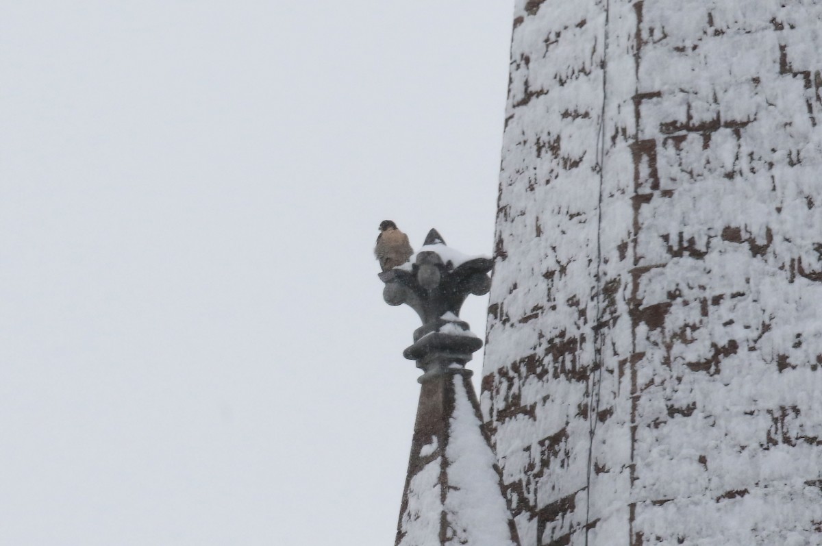 Peregrine Falcon - ML646265530