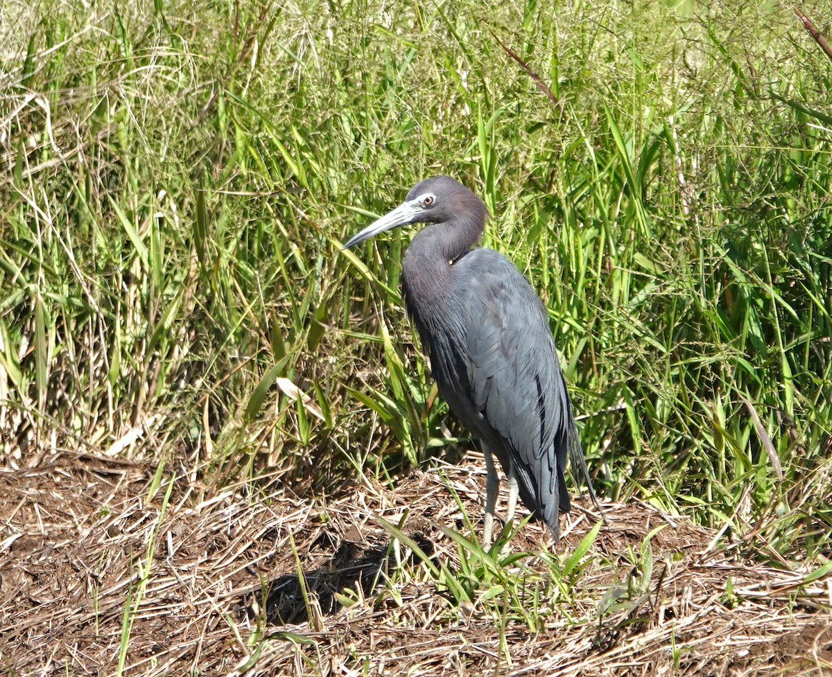Little Blue Heron - ML646265532
