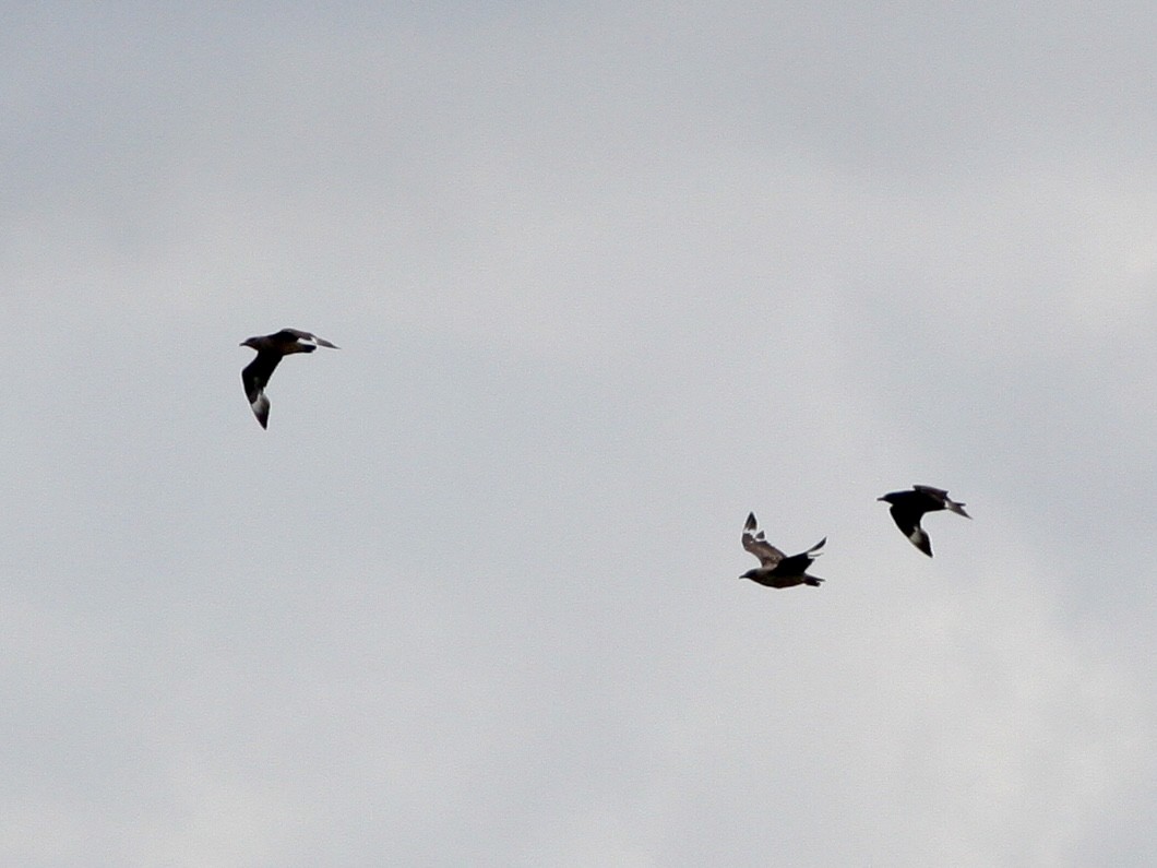 Great Skua - ML646265560