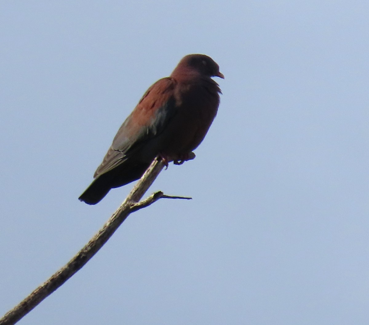 Red-billed Pigeon - ML646265574