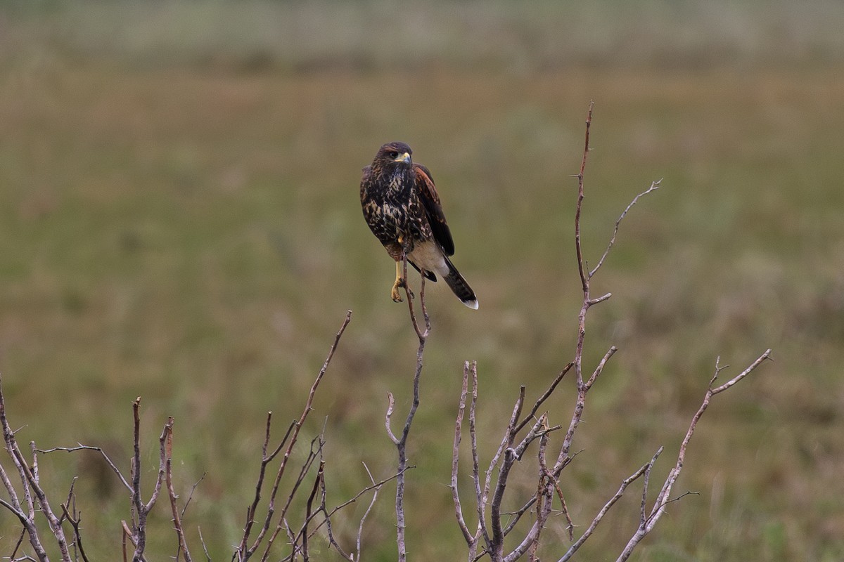 Harris's Hawk - ML646265575