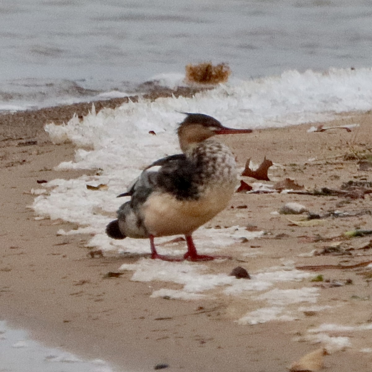 Red-breasted Merganser - ML646265576