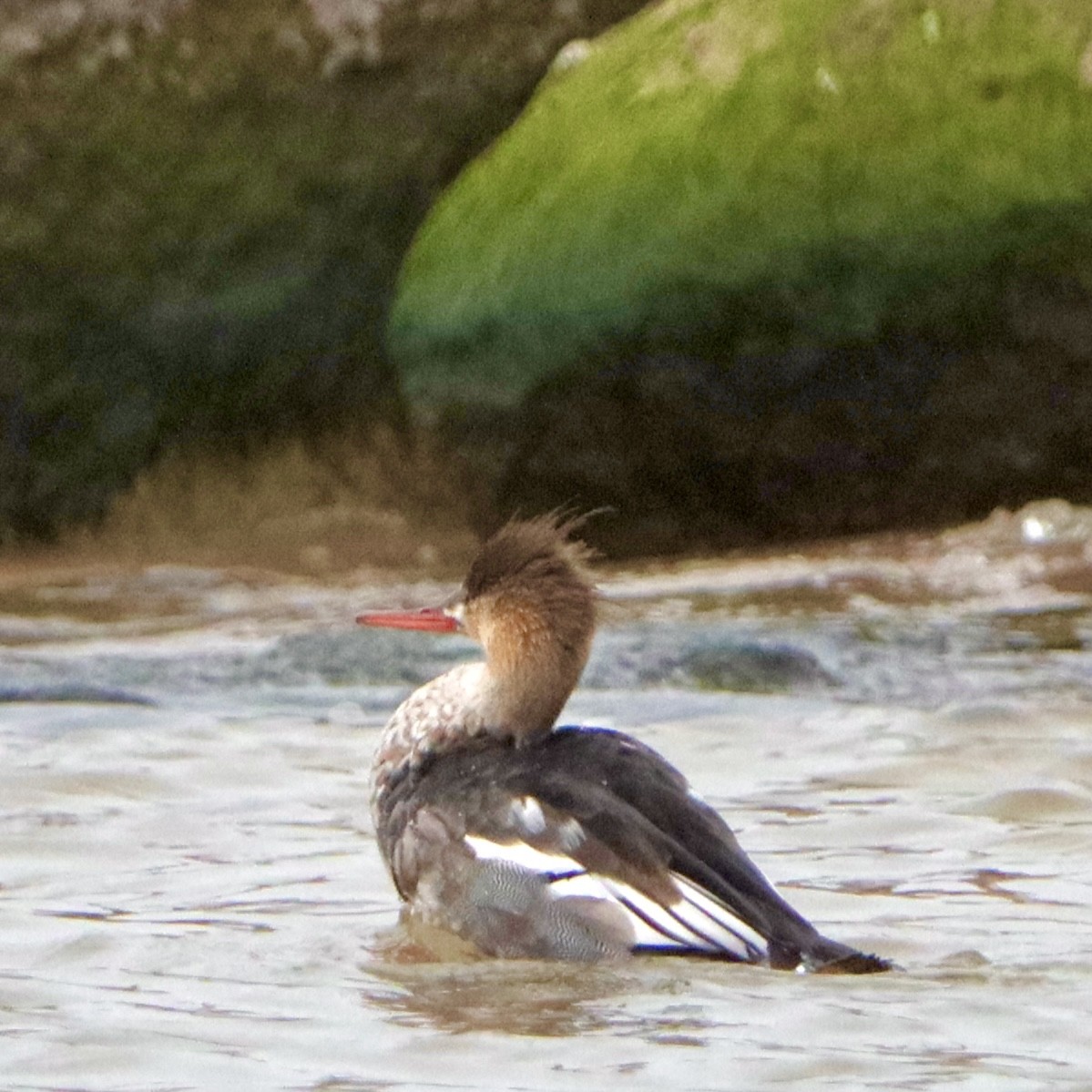 Red-breasted Merganser - ML646265577