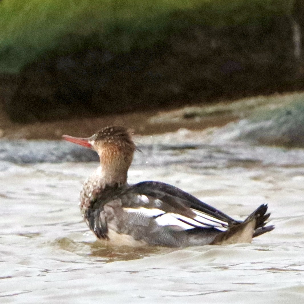 Red-breasted Merganser - ML646265578