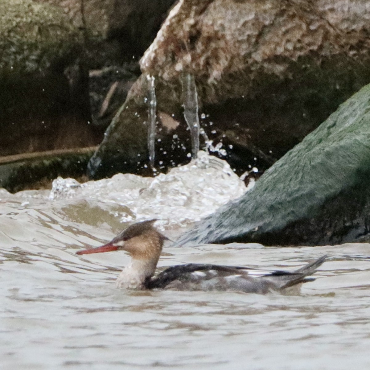 Red-breasted Merganser - ML646265579