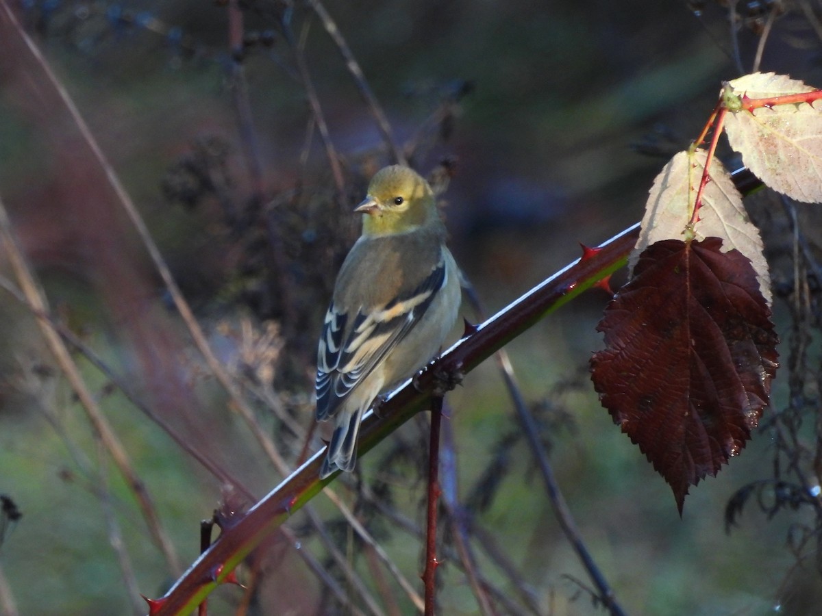 Goldzeisig - ML646265580