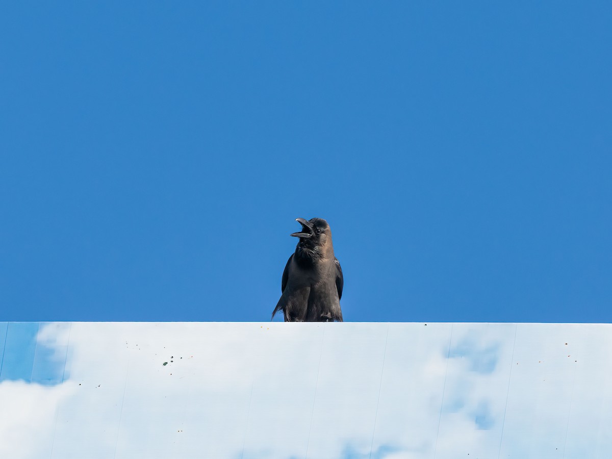 House Crow - ML646265581