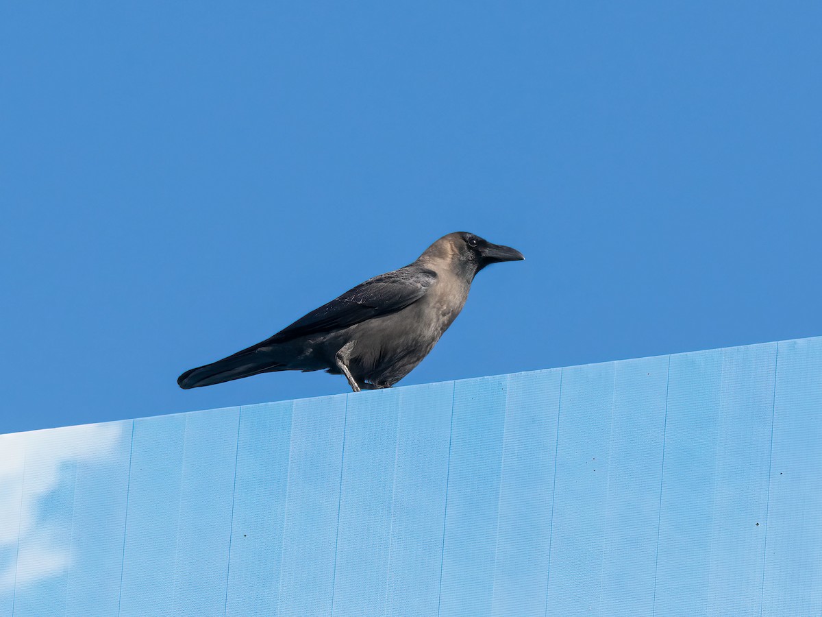 House Crow - ML646265582