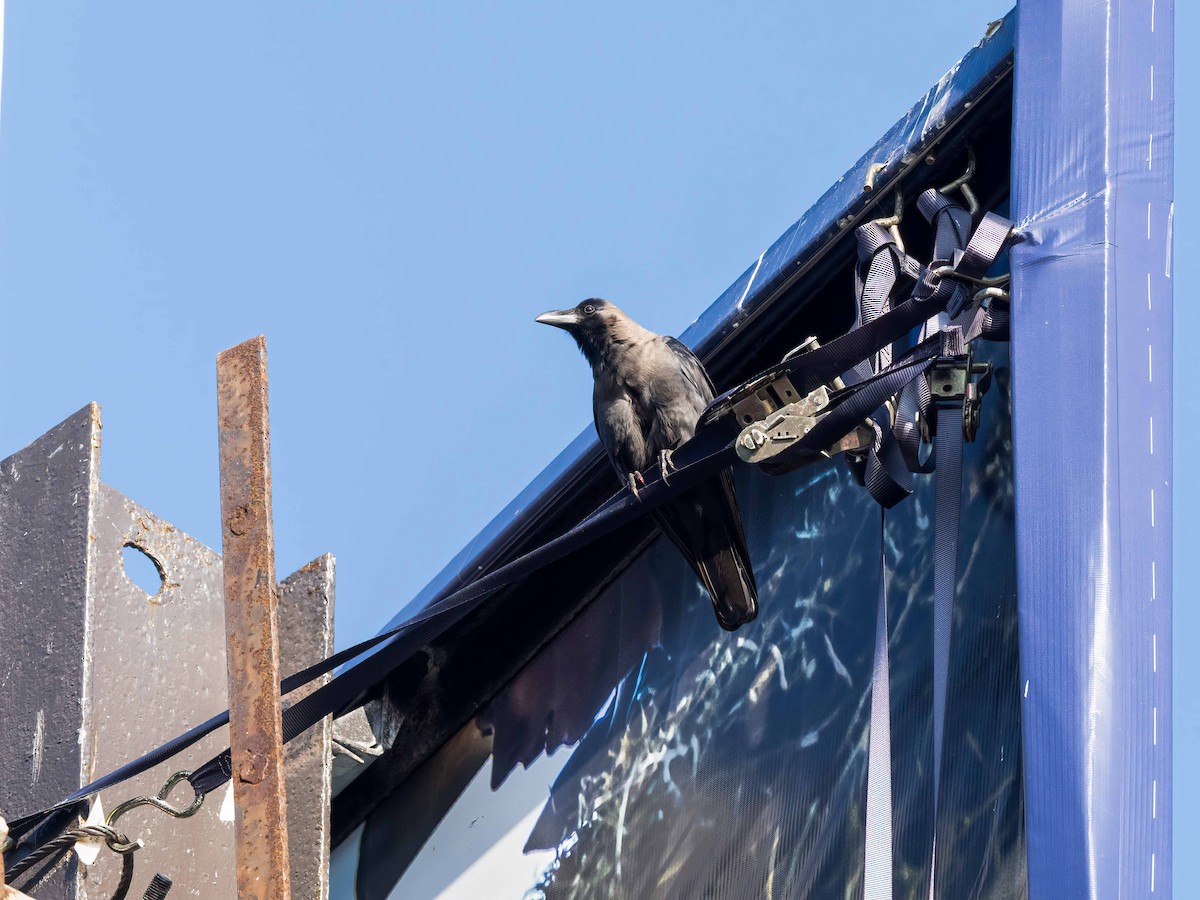 House Crow - ML646265583