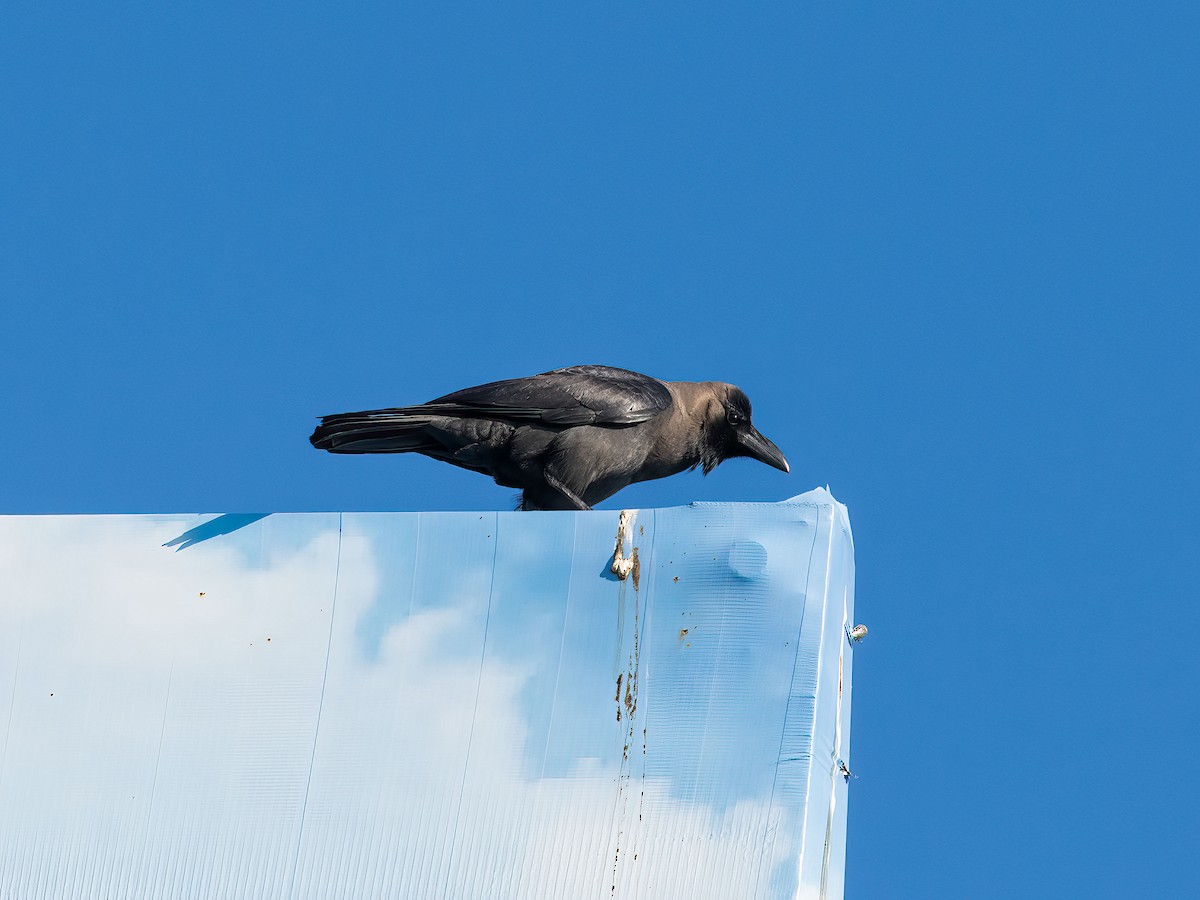 House Crow - ML646265584