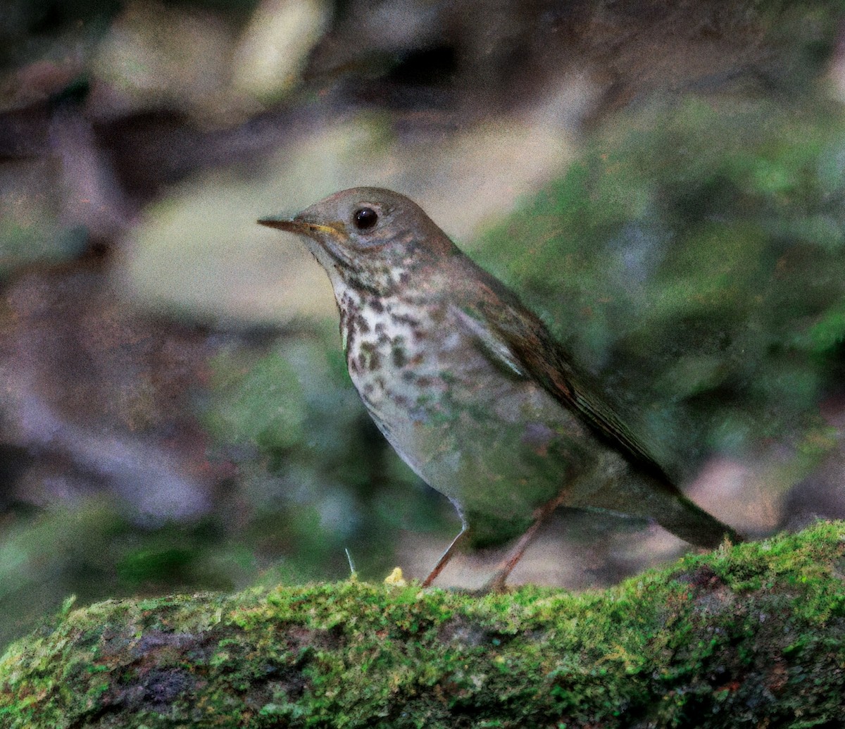 ハイイロチャツグミ - ML646265588