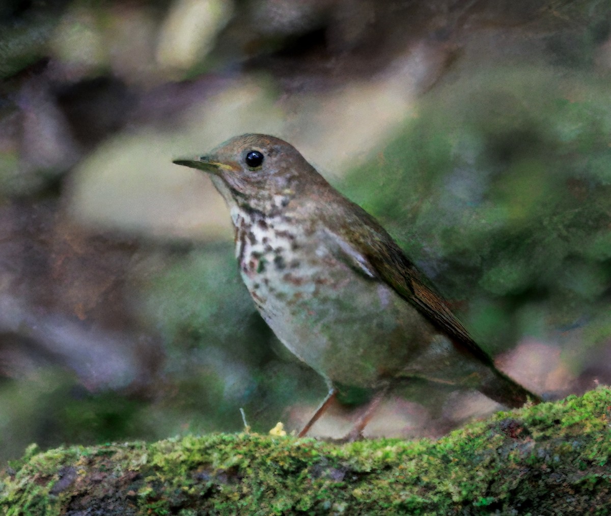 ハイイロチャツグミ - ML646265589