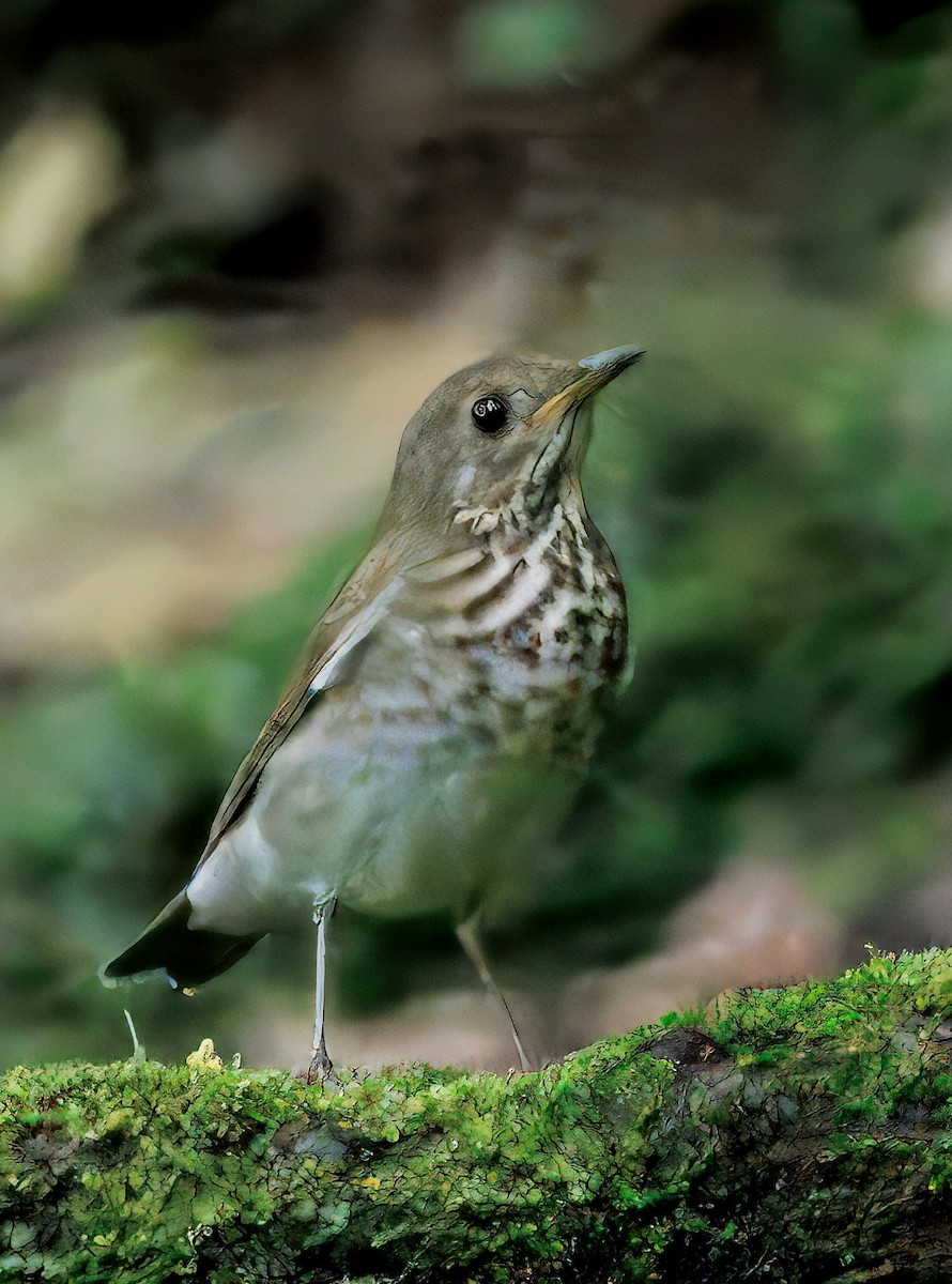 ハイイロチャツグミ - ML646265590