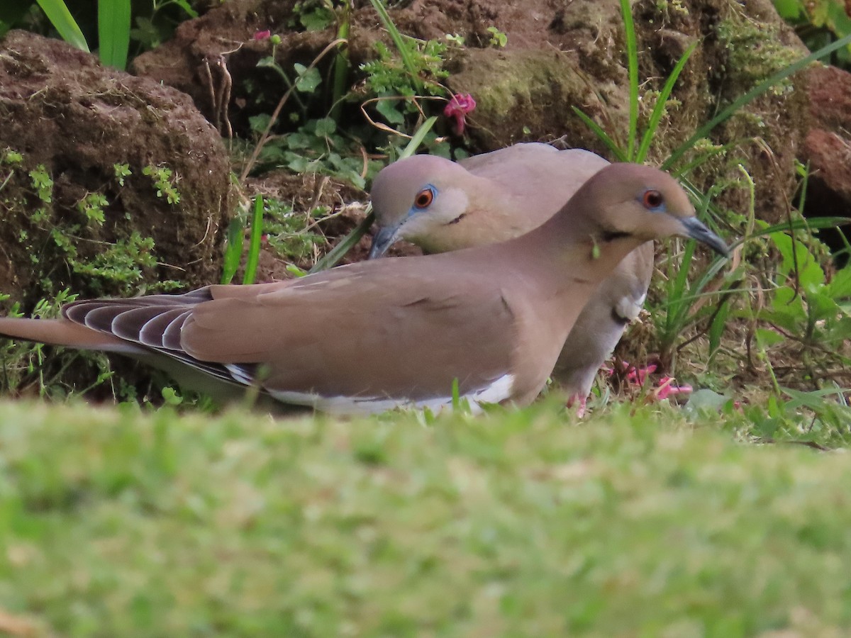 White-winged Dove - ML646265591