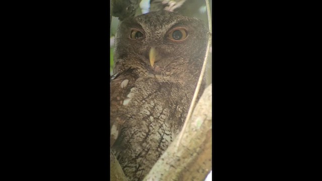 Choco Screech-Owl - ML646265595