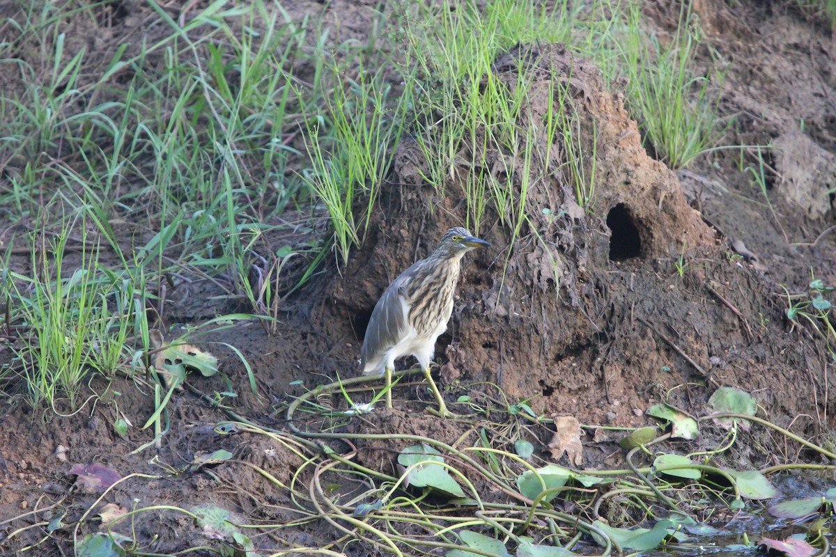 Indian Pond-Heron - ML646265596