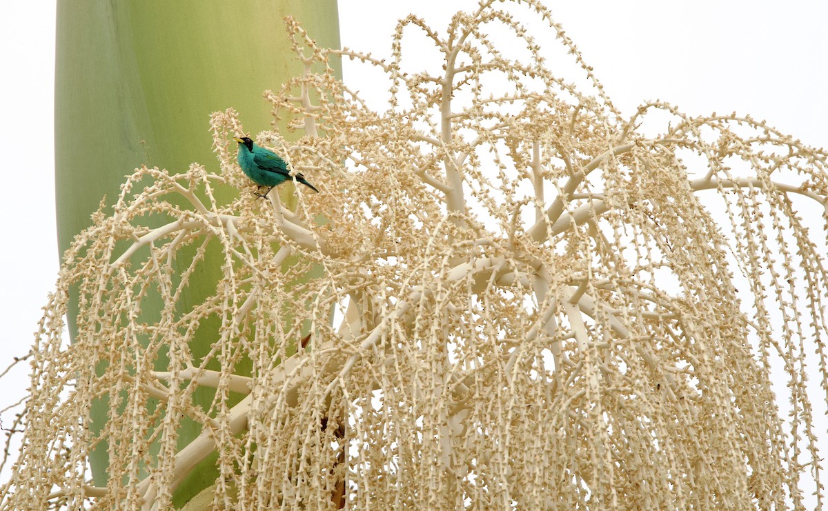 Green Honeycreeper - ML646265600