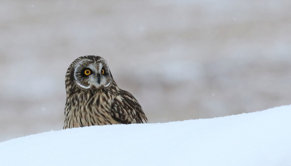 Short-eared Owl - ML646265601