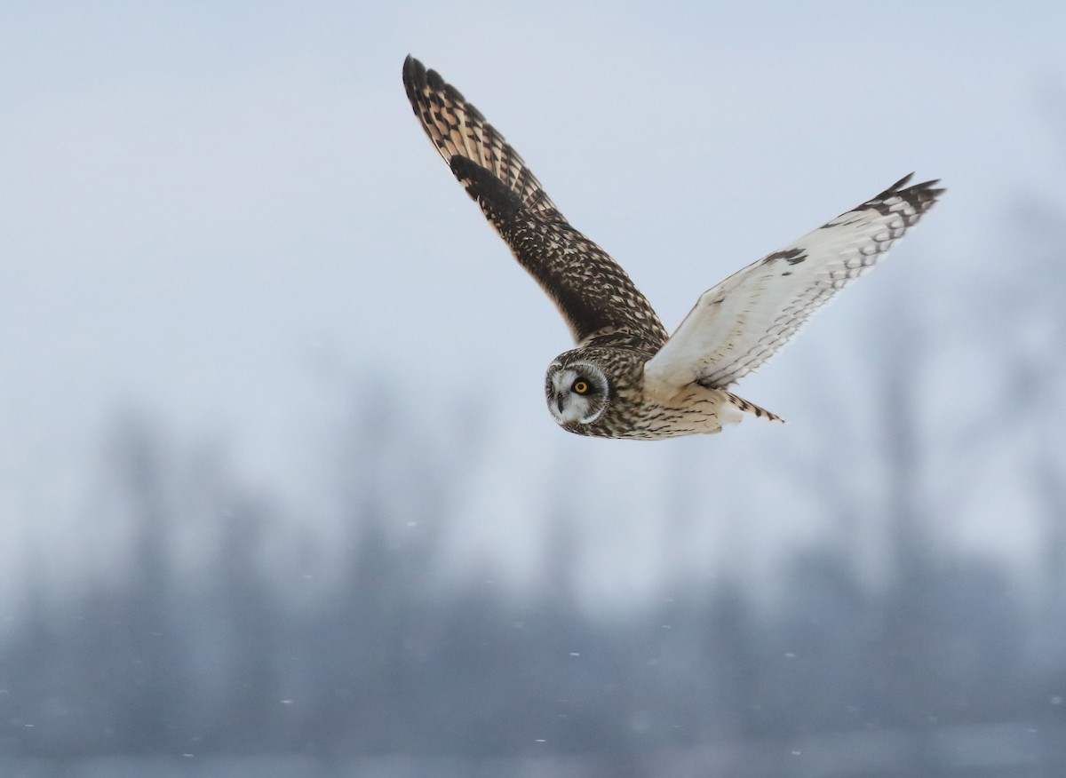 Short-eared Owl - ML646265602