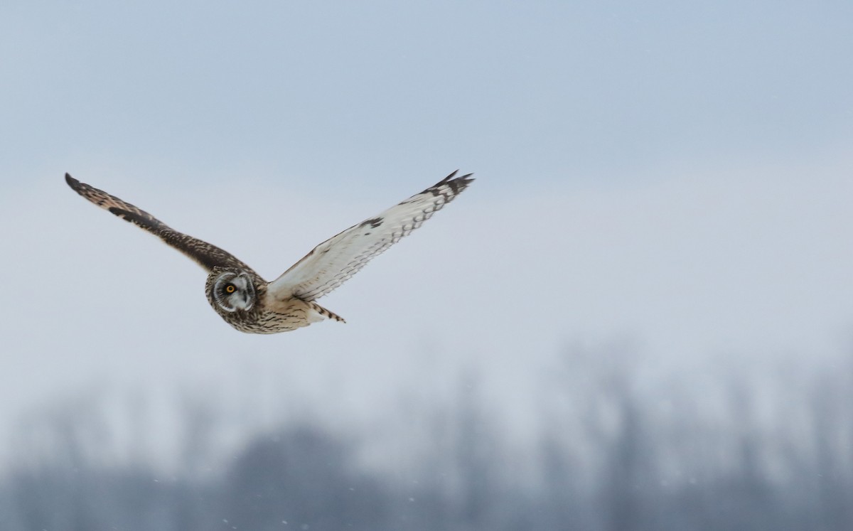 Short-eared Owl - ML646265603