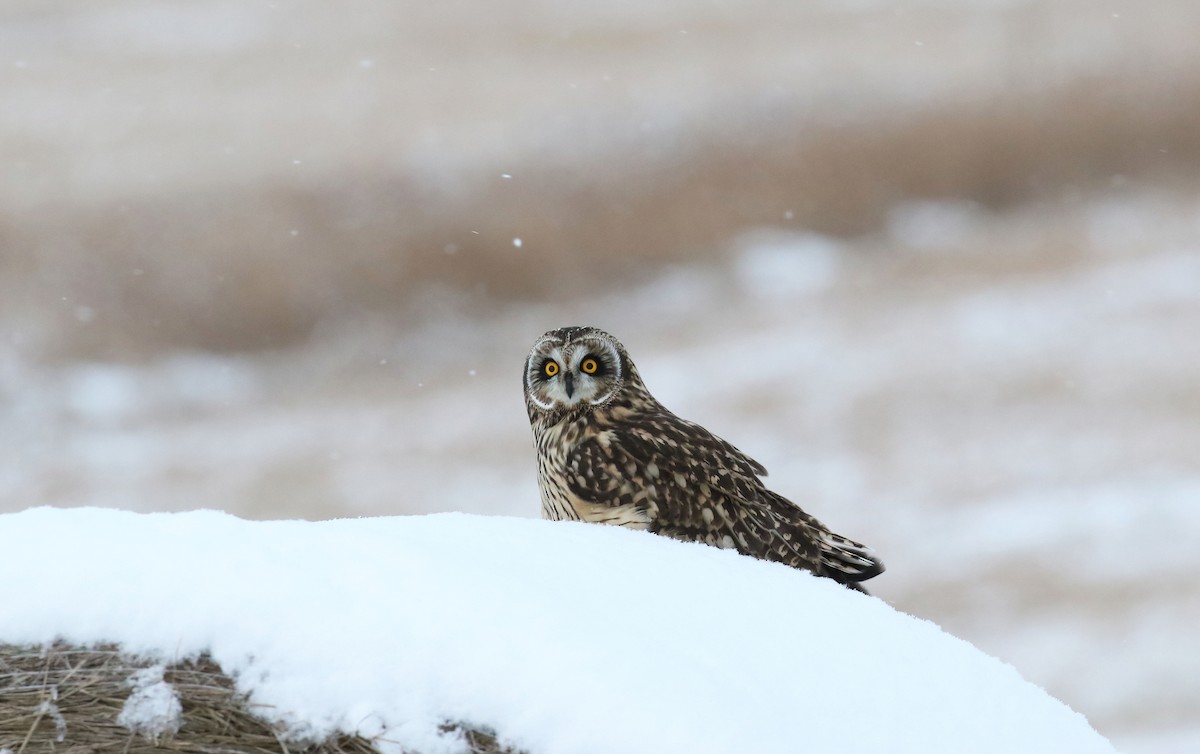 Short-eared Owl - ML646265604