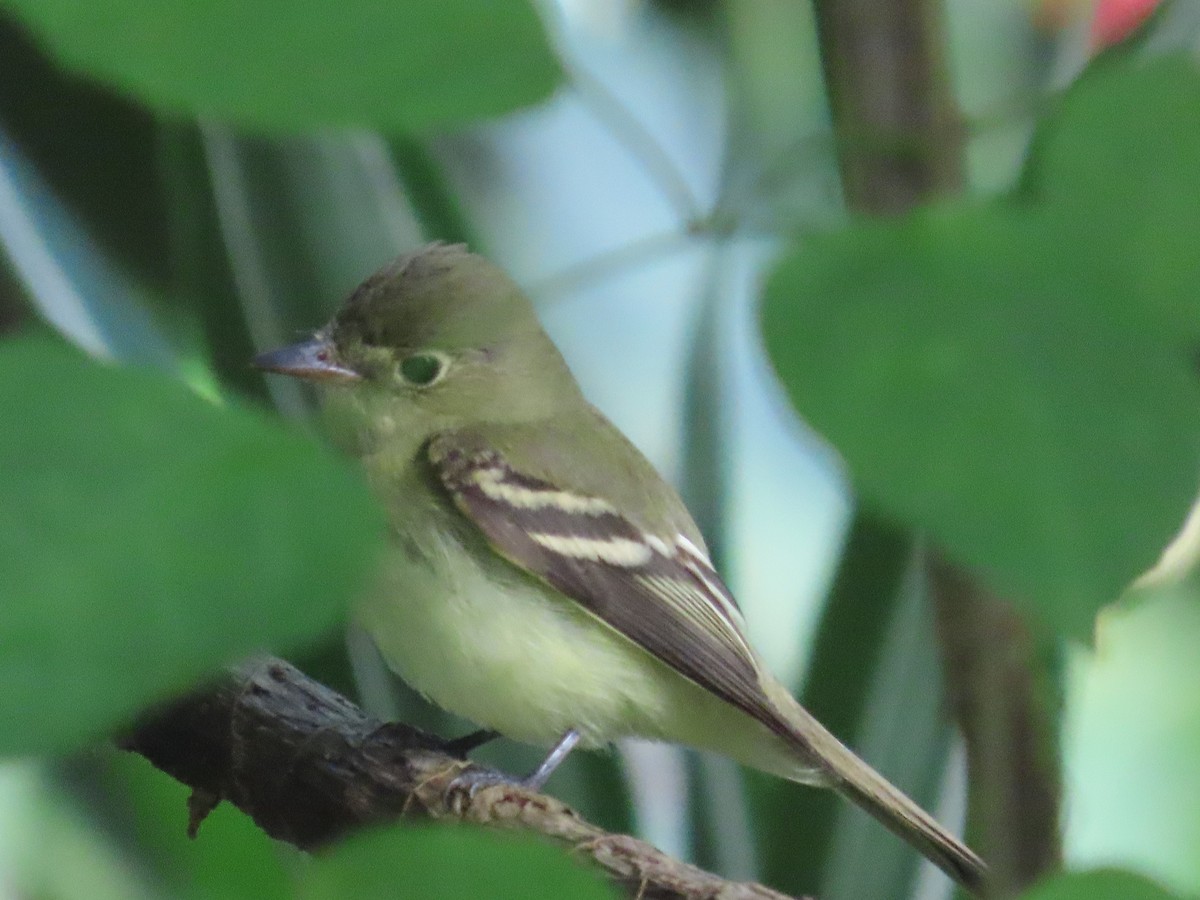 Yellow-bellied Flycatcher - ML646265613