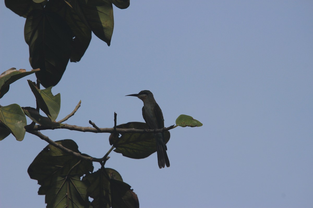 Blue-tailed Bee-eater - ML646265614