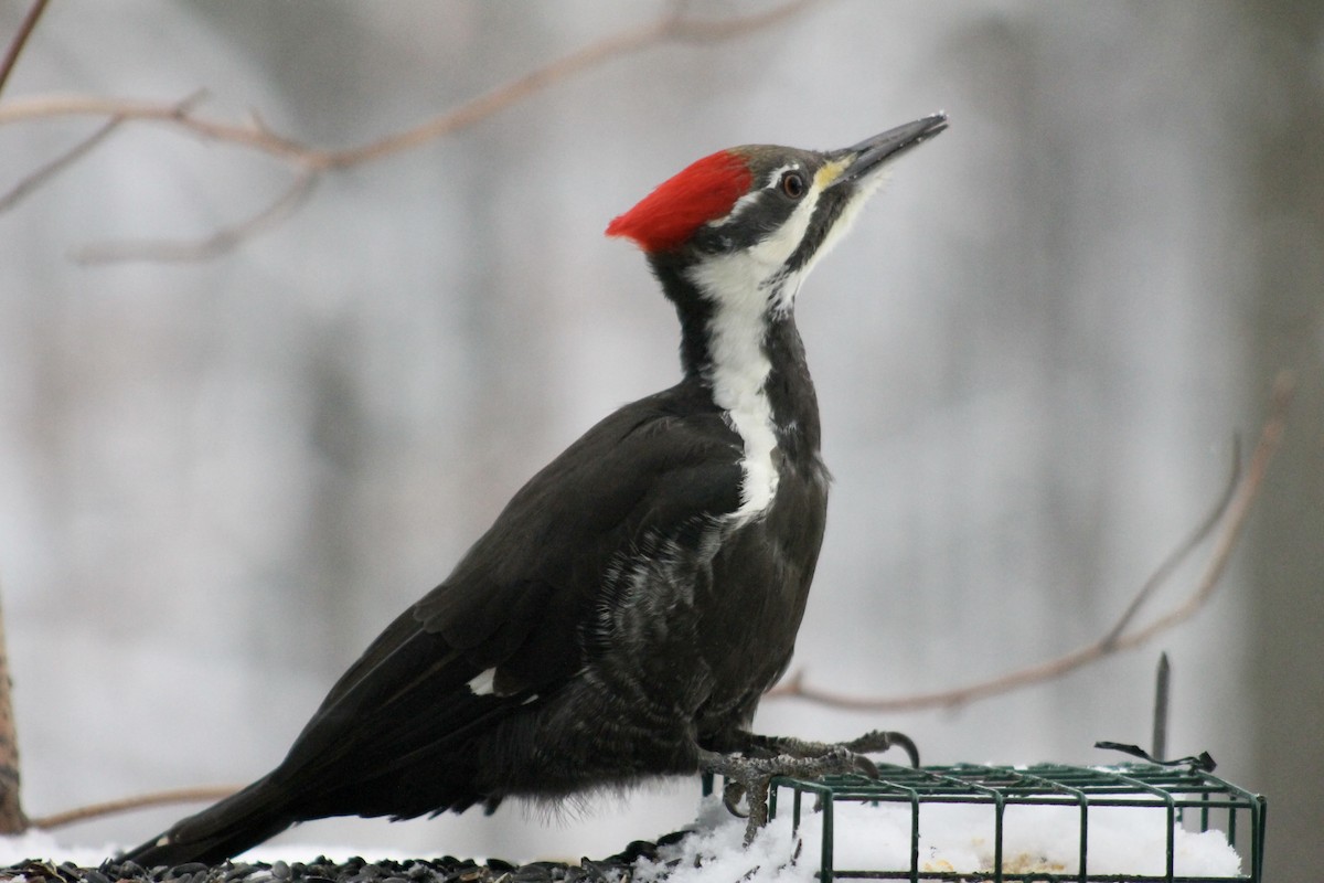 Pileated Woodpecker - ML646265615