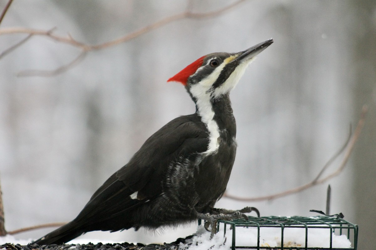 Pileated Woodpecker - ML646265617