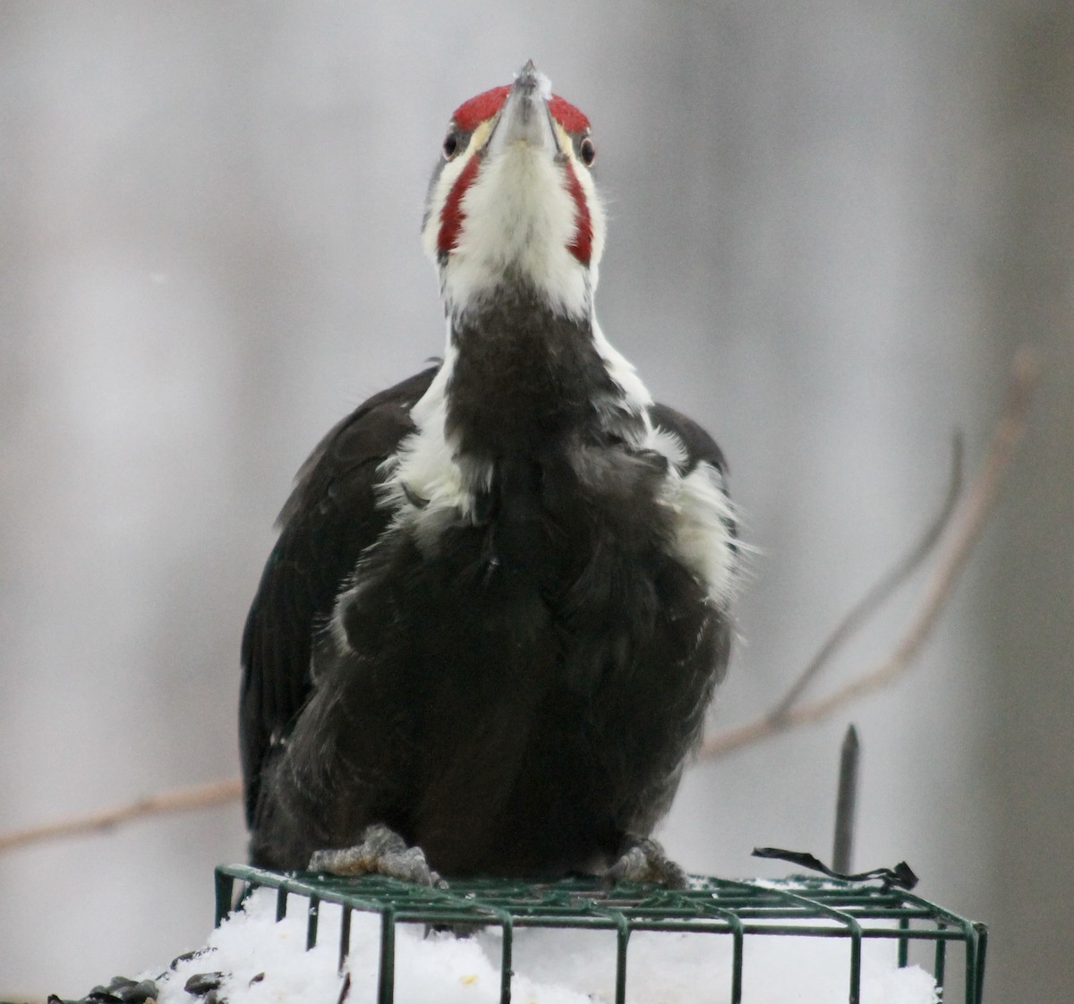 Pileated Woodpecker - ML646265618