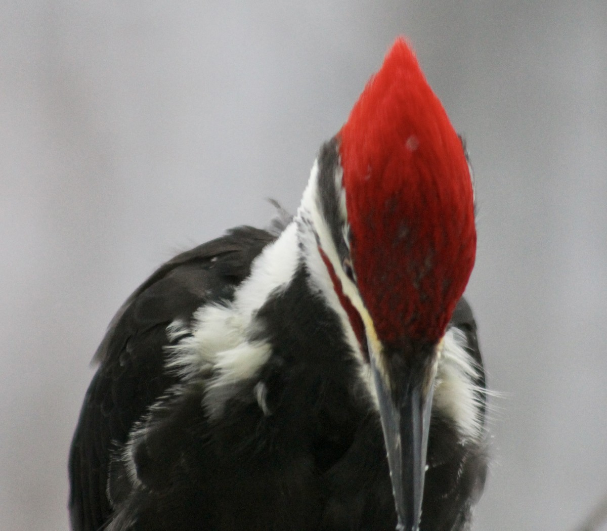 Pileated Woodpecker - ML646265619