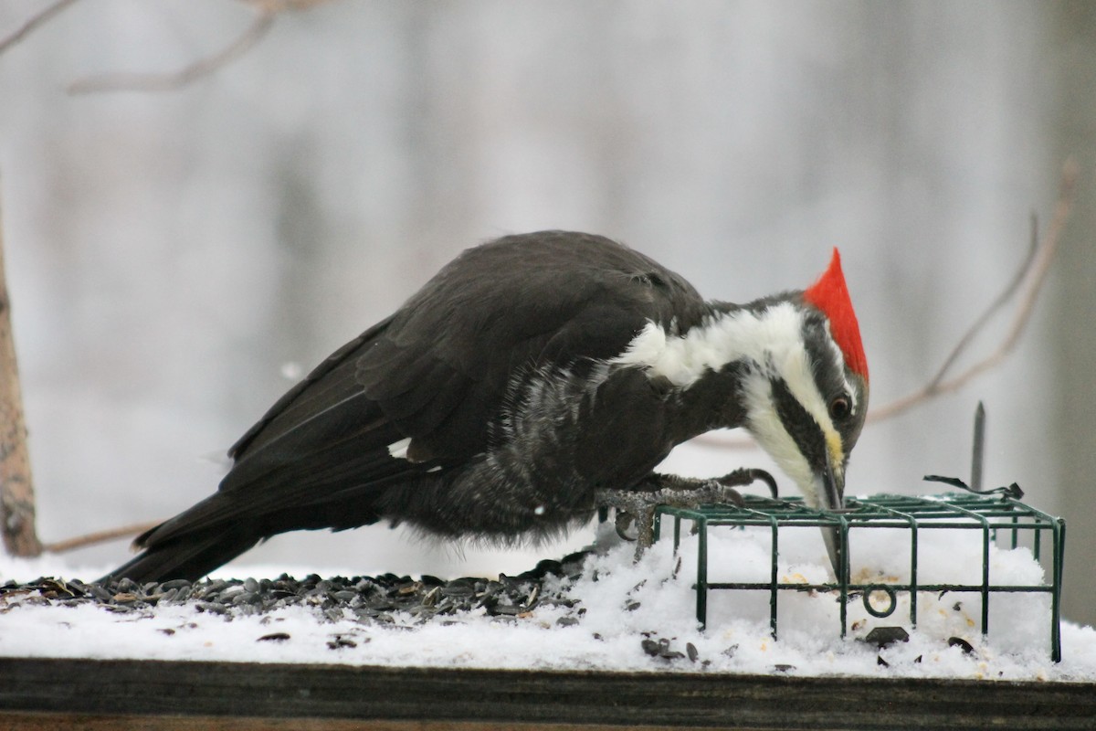 Pileated Woodpecker - ML646265620