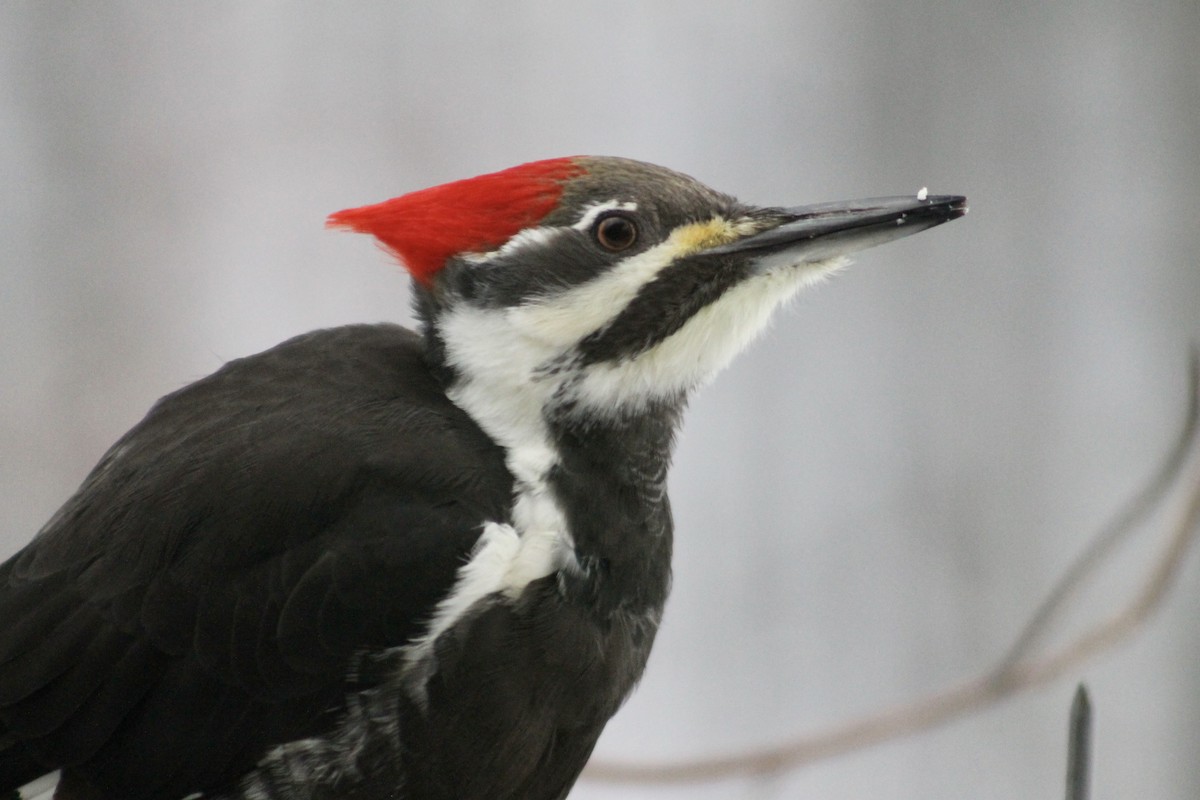 Pileated Woodpecker - ML646265621