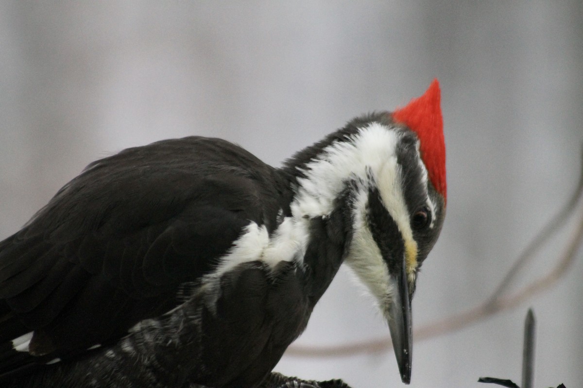 Pileated Woodpecker - ML646265622