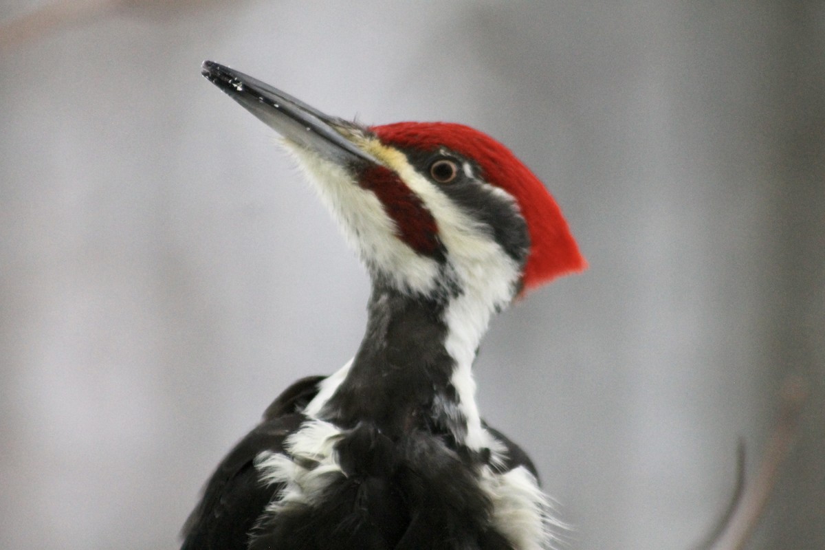 Pileated Woodpecker - ML646265623