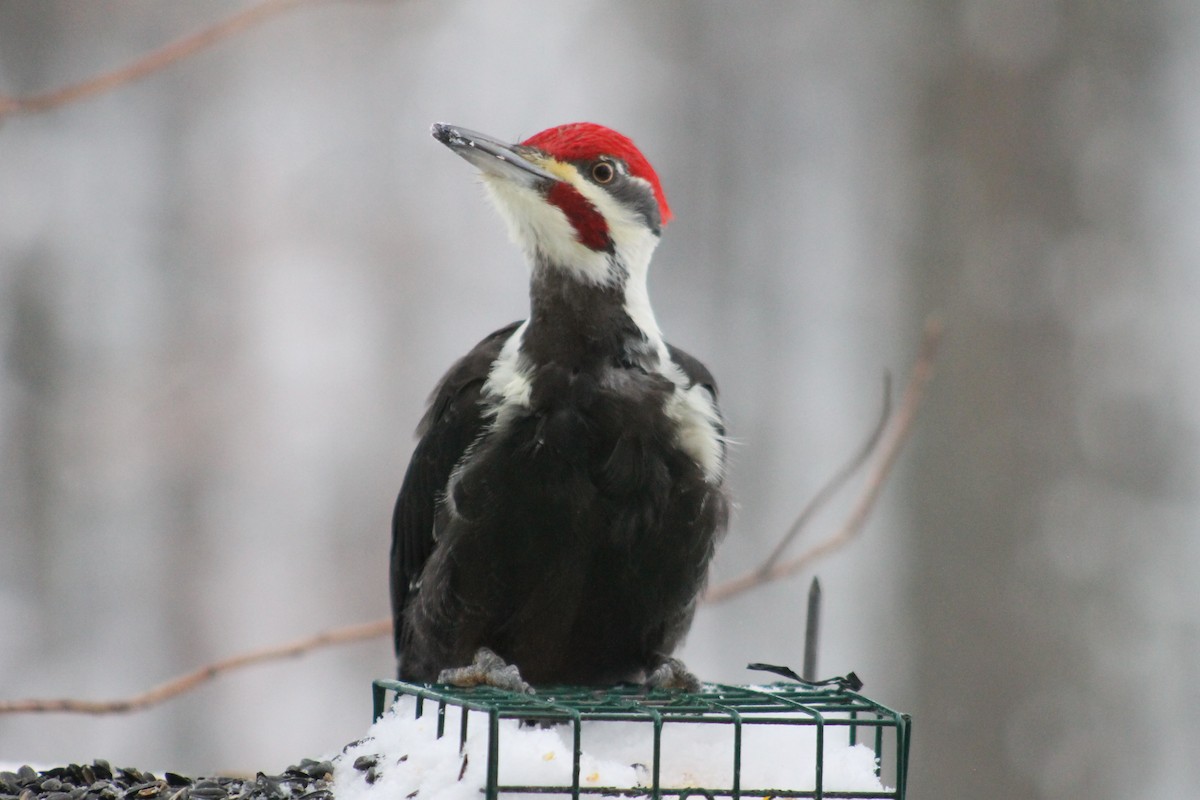 Pileated Woodpecker - ML646265624