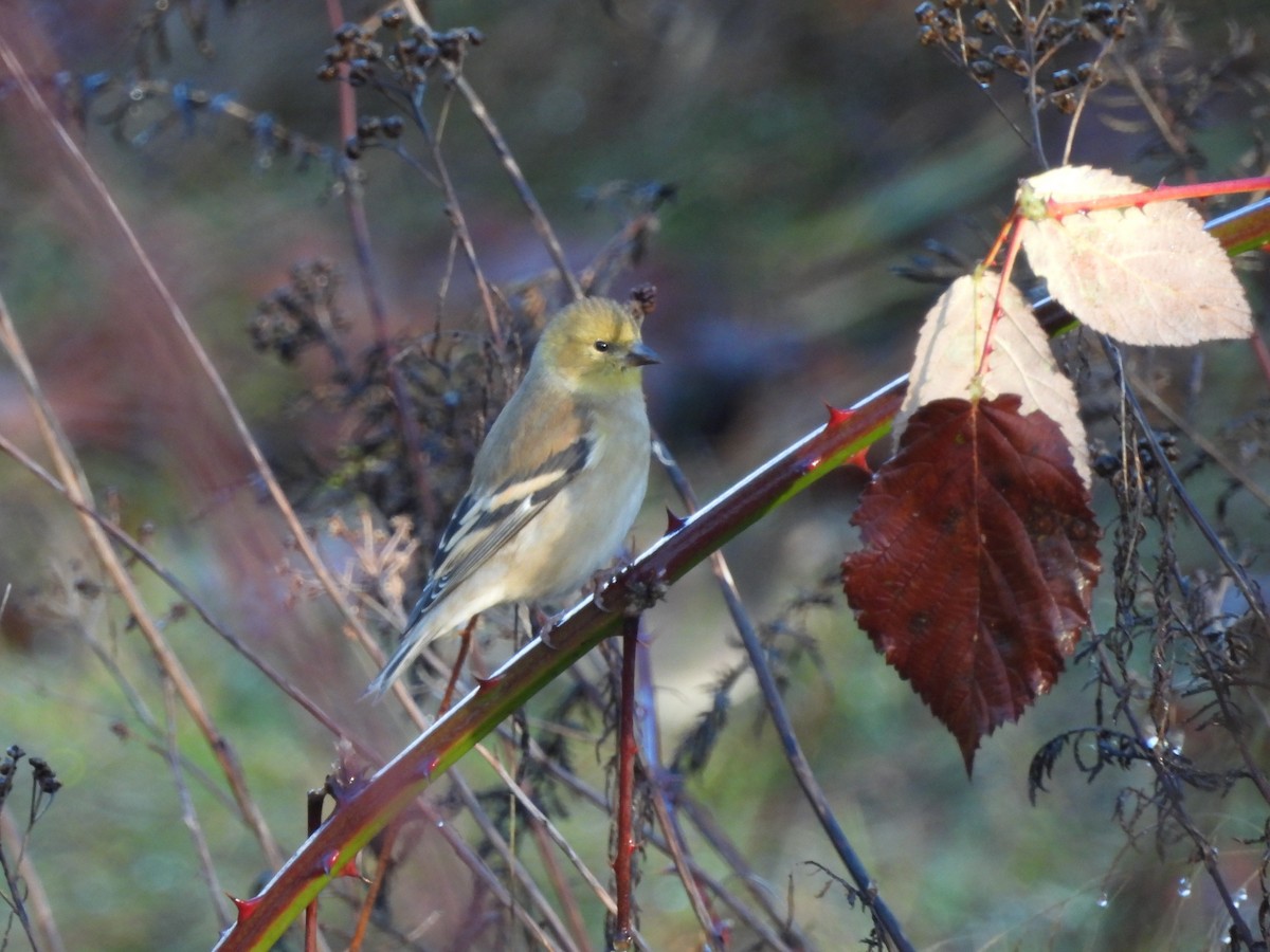 Goldzeisig - ML646265626