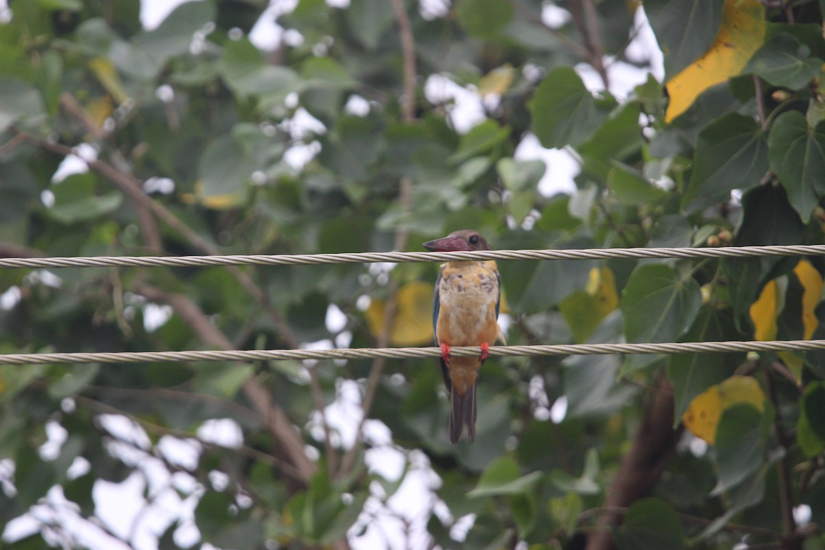 Stork-billed Kingfisher - ML646265629