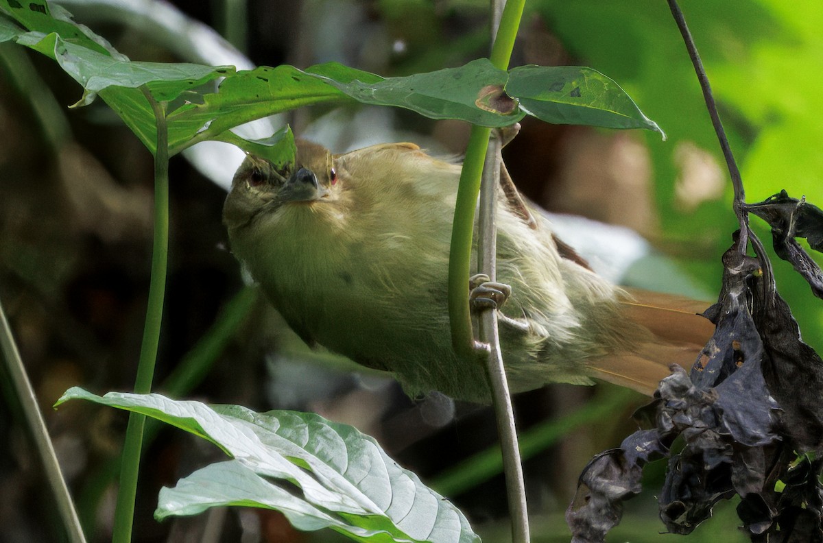 Russet Antshrike - ML646265630
