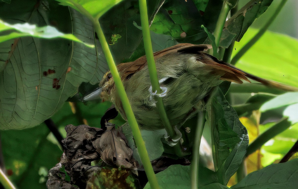 Russet Antshrike - ML646265631